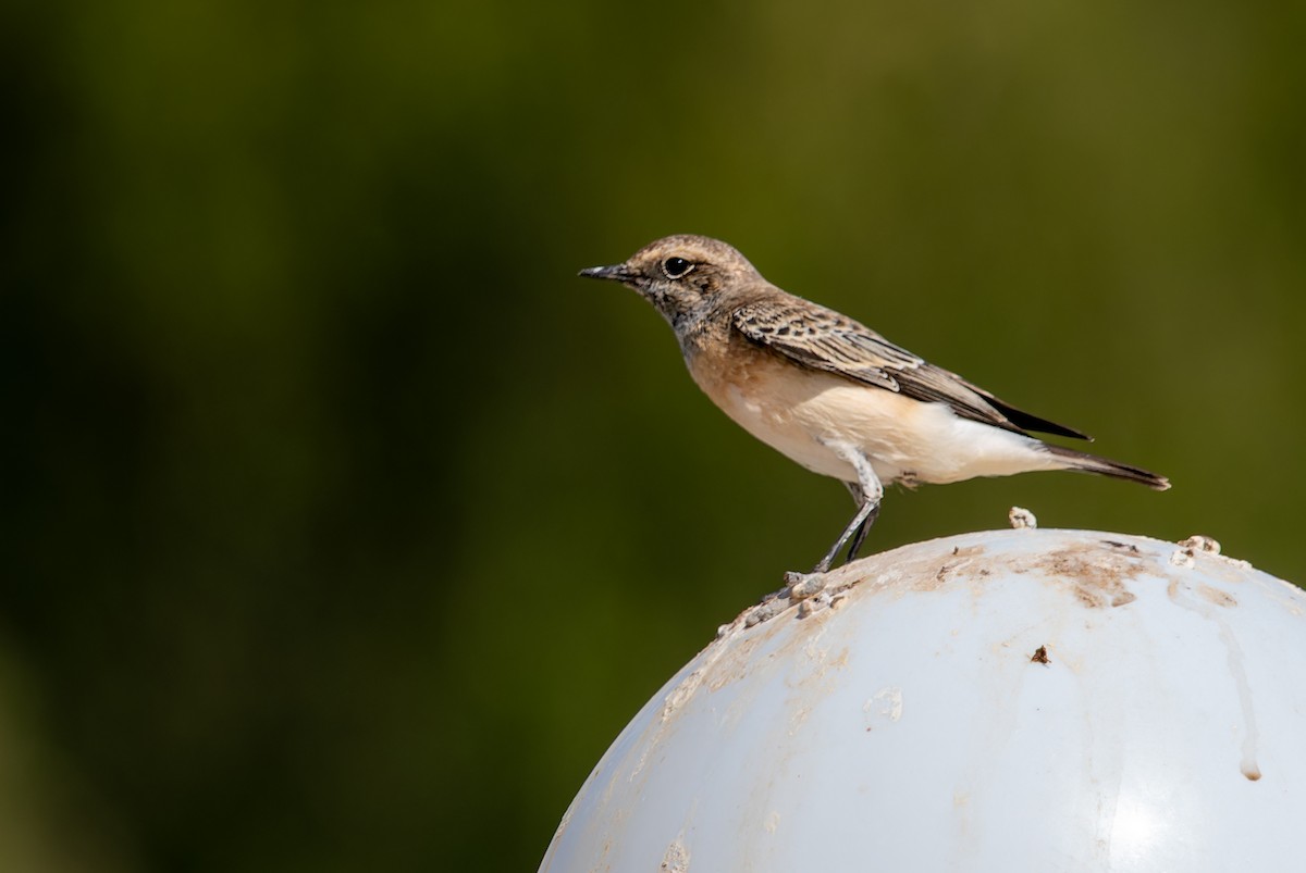 Pied Wheatear - ML645944510