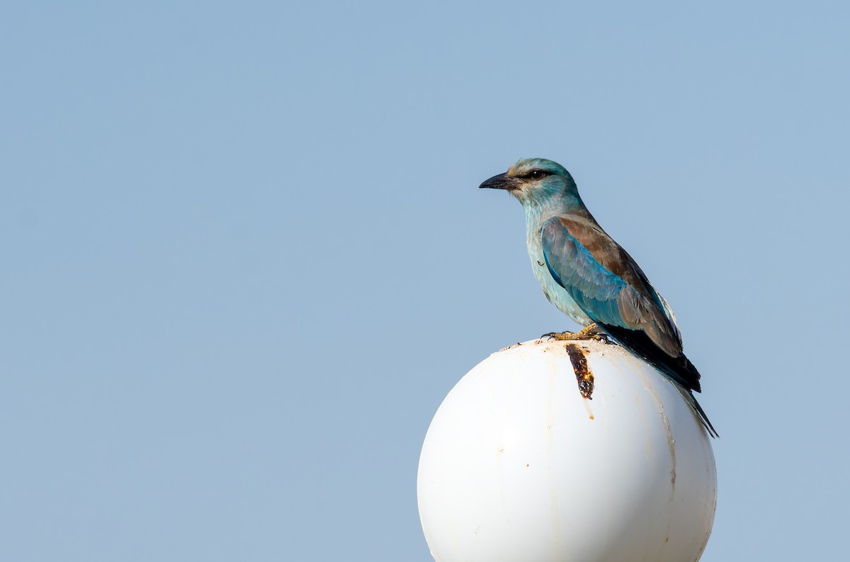 European Roller - ML645944517