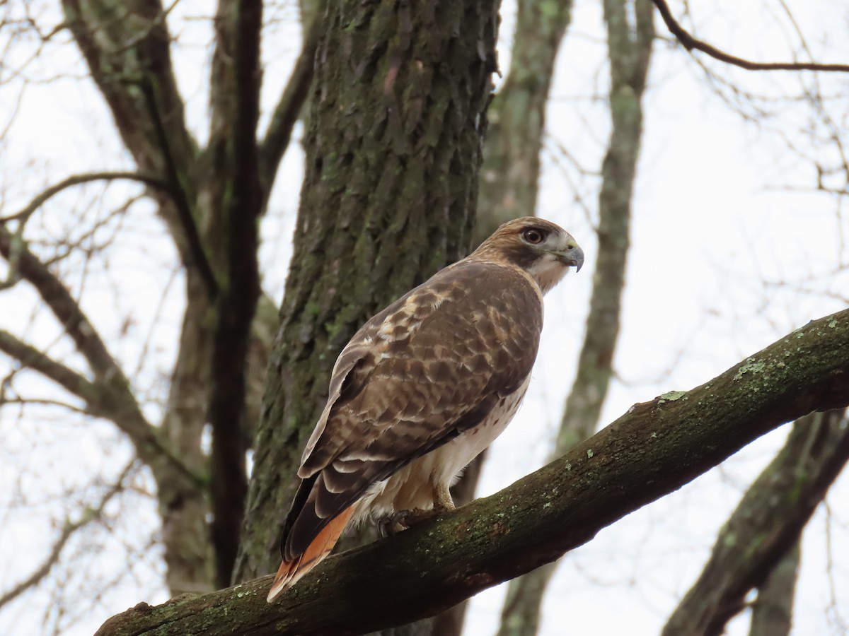 Канюк неоарктичний - ML645944527