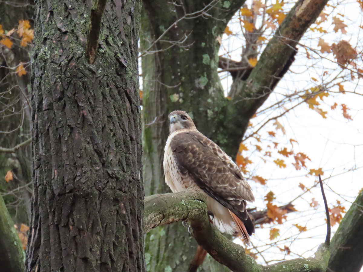 Канюк неоарктичний - ML645944528