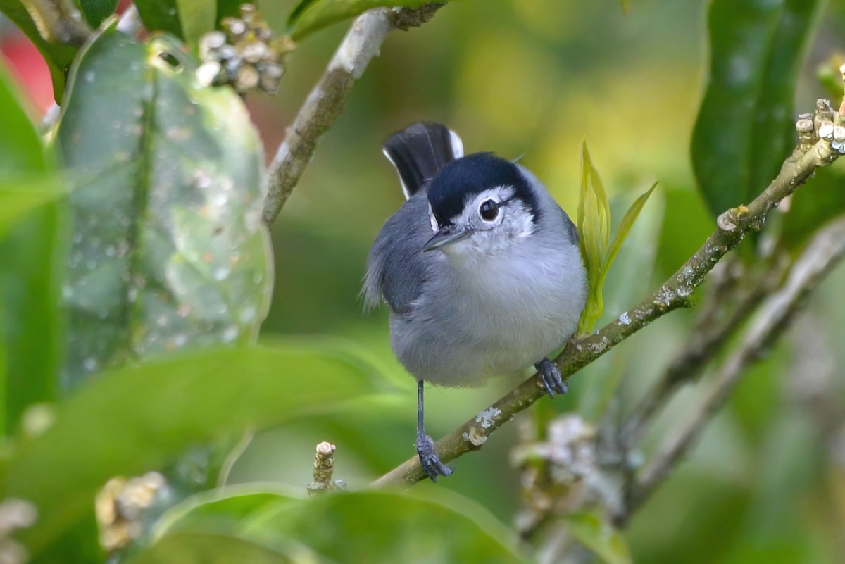 White-browed Gnatcatcher - ML645944530