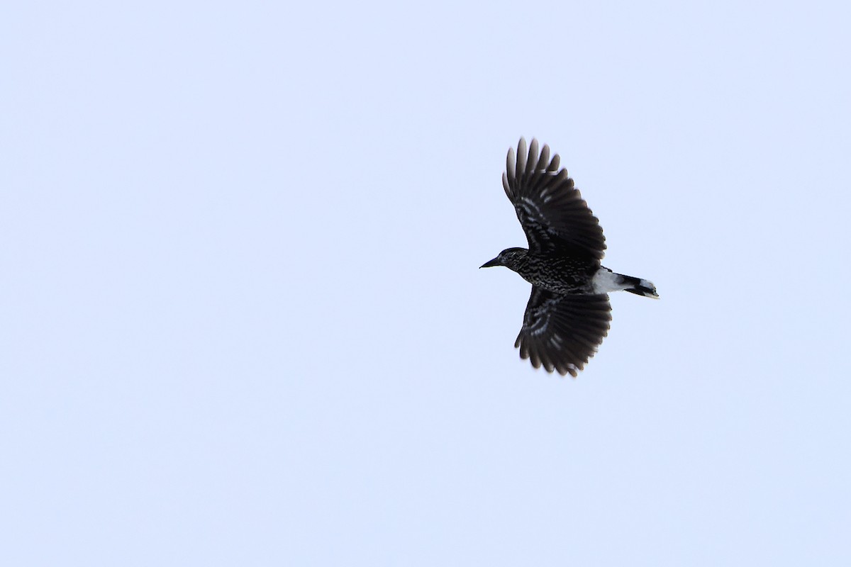 Northern Nutcracker - ML645944533