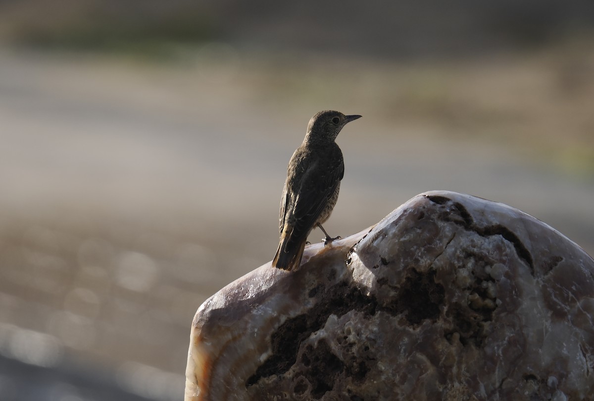 Rufous-tailed Rock-Thrush - ML645944537
