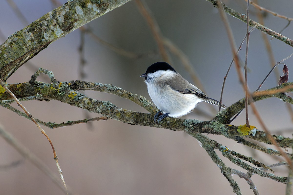 Marsh Tit - ML645944538