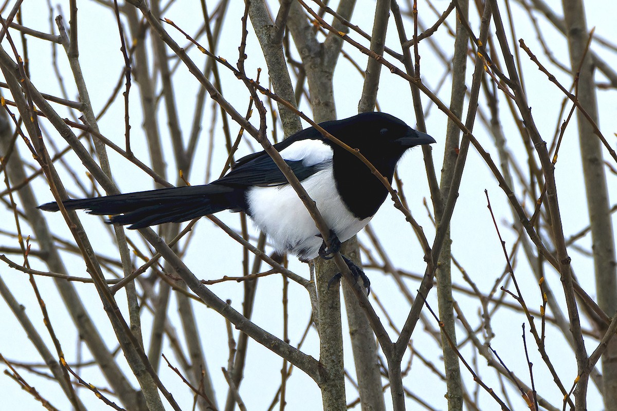 Eurasian Magpie - ML645944542