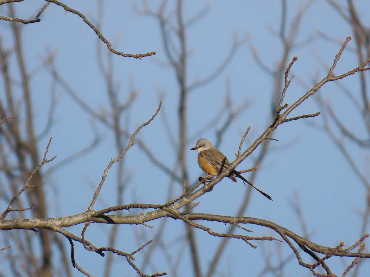 Scissor-tailed Flycatcher - ML645944543