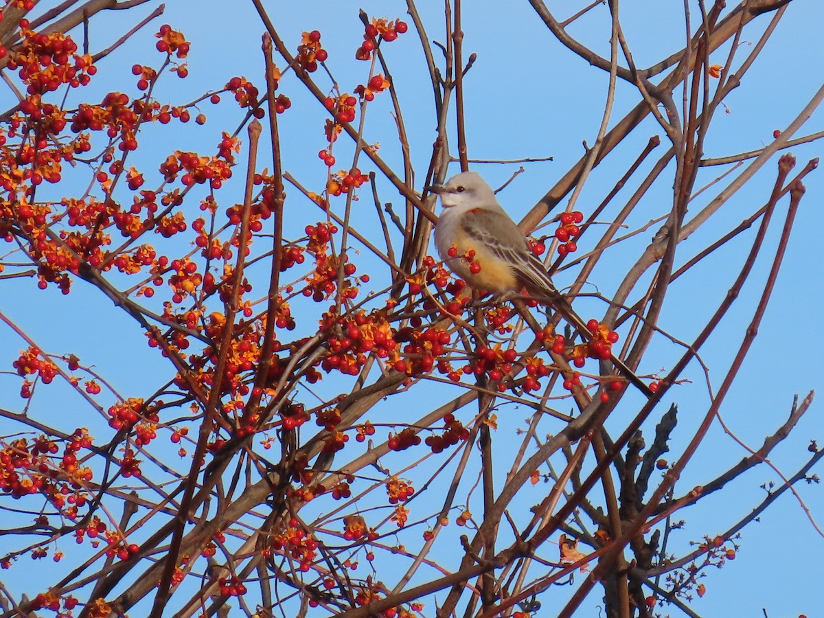 Scissor-tailed Flycatcher - ML645944544