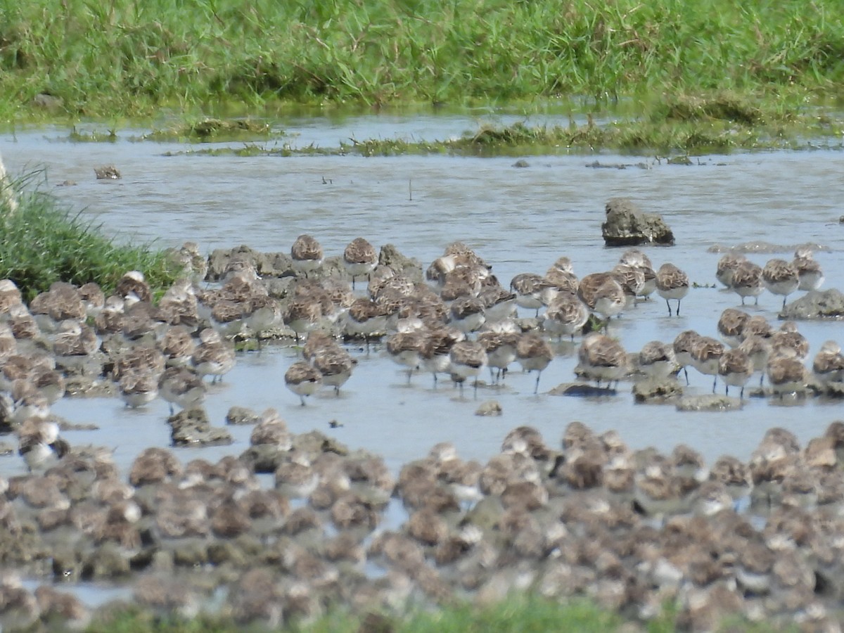 Little Stint - ML645944545