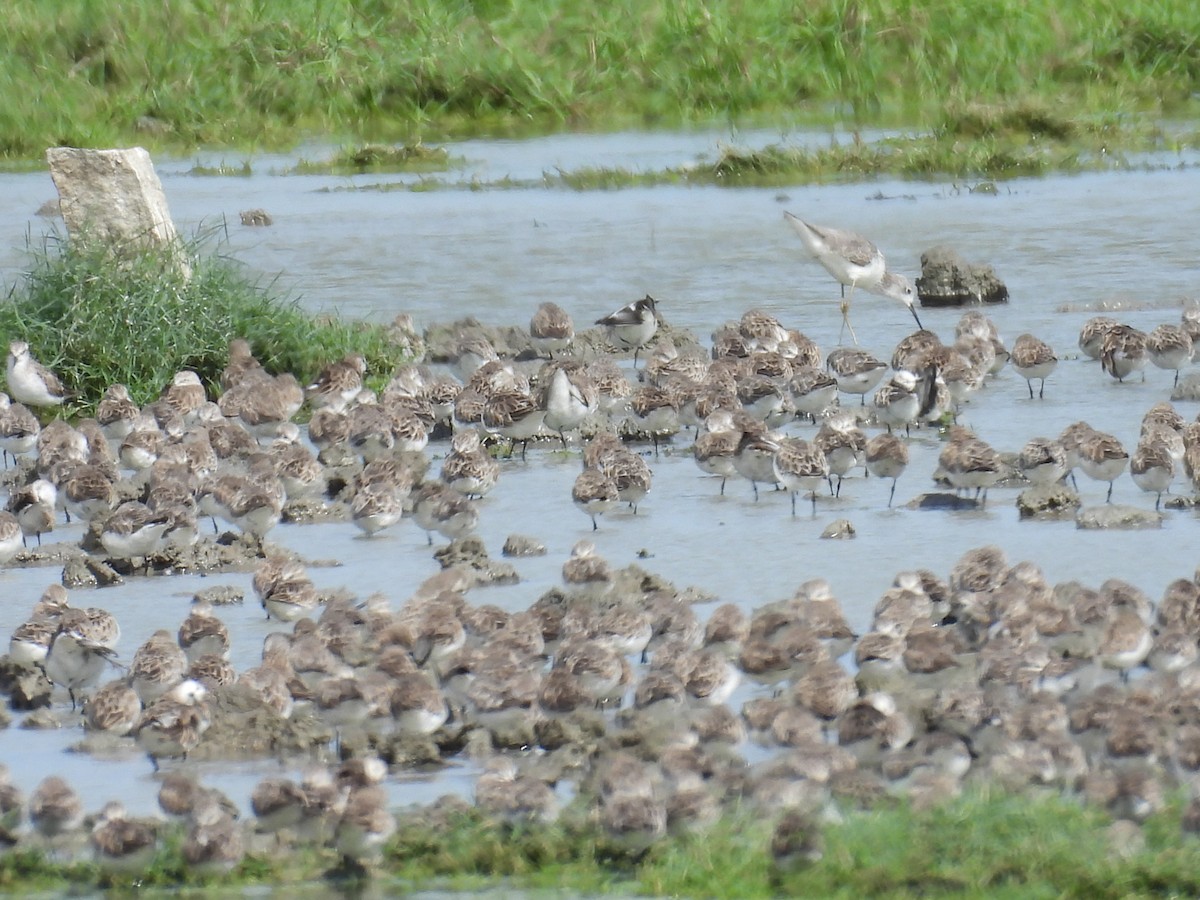 Little Stint - ML645944546