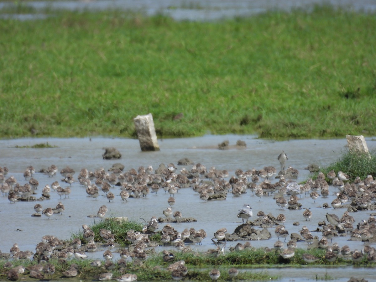 Little Stint - ML645944547