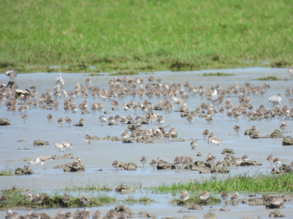 Little Stint - ML645944548
