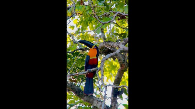 Channel-billed Toucan - ML645944549