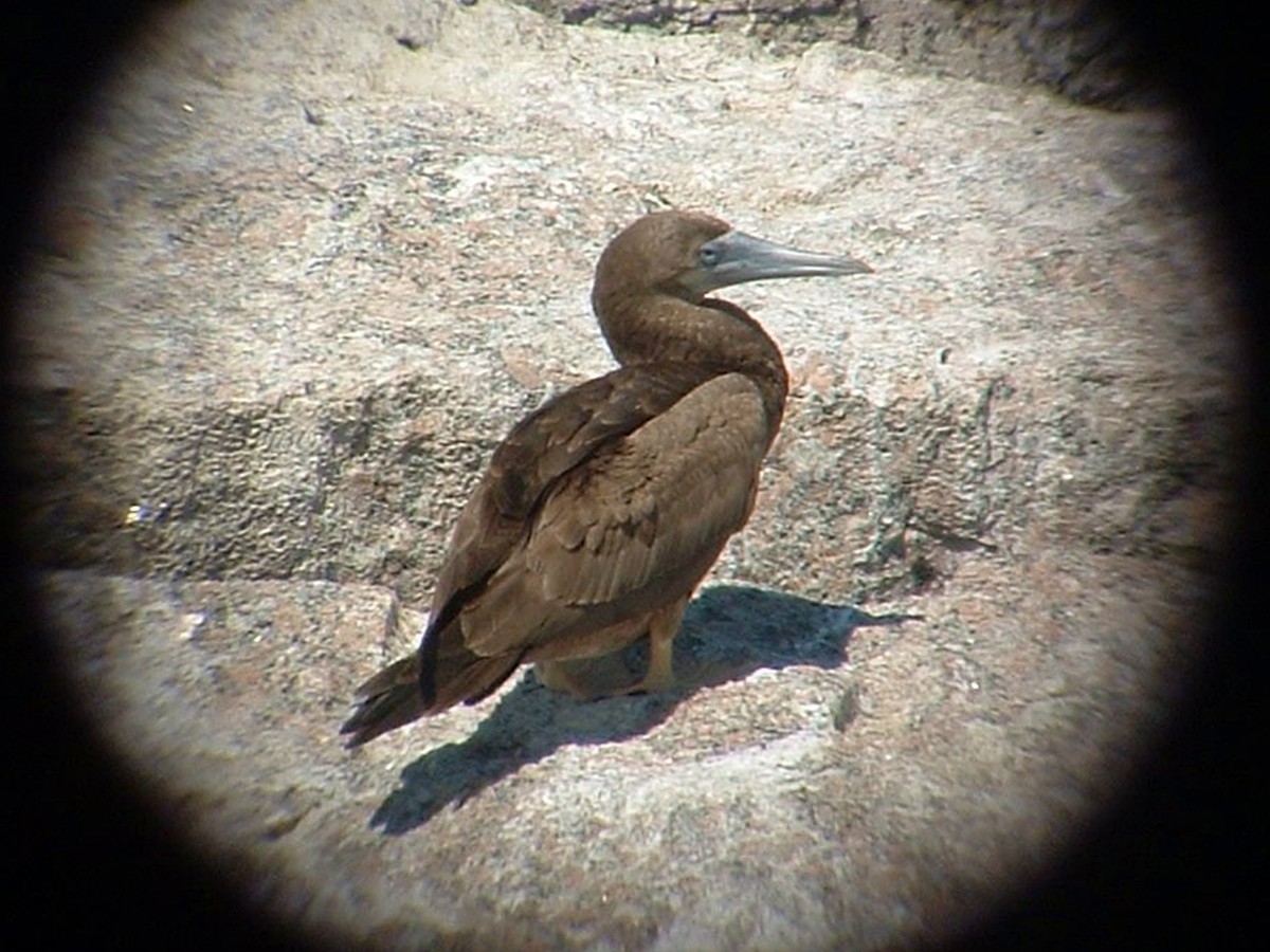 Brown Booby - ML645944555