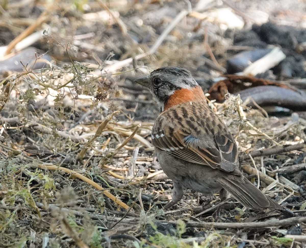Rufous-collared Sparrow - ML645944556