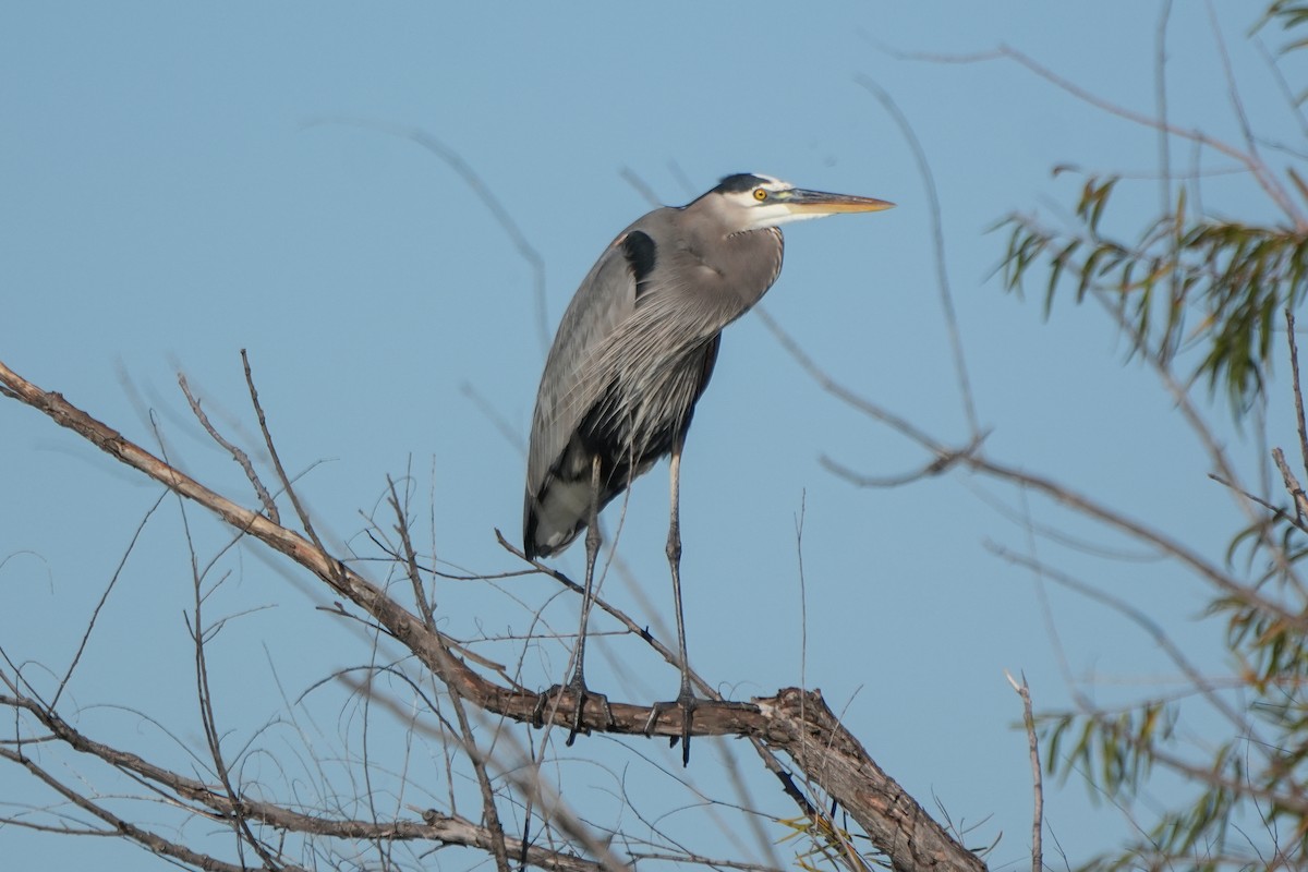 Amerika Gri Balıkçılı - ML645944557