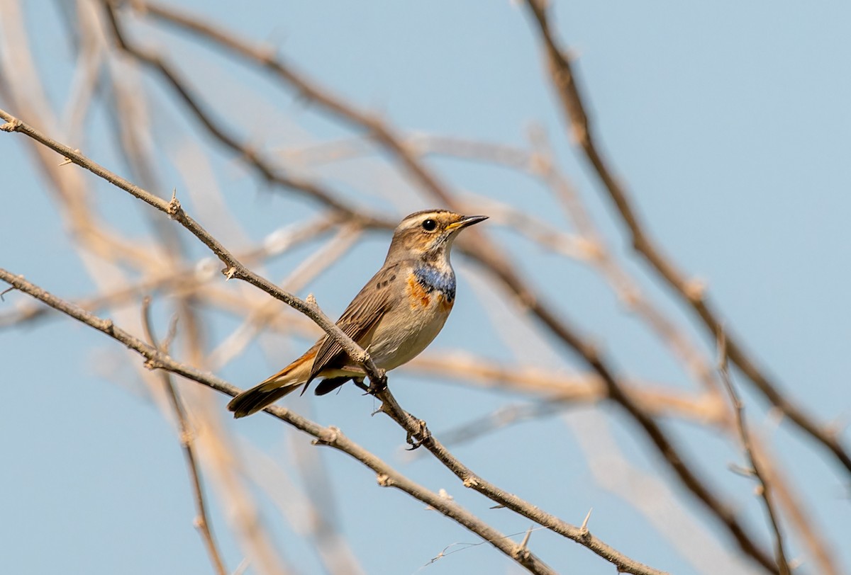 Bluethroat - ML645944558