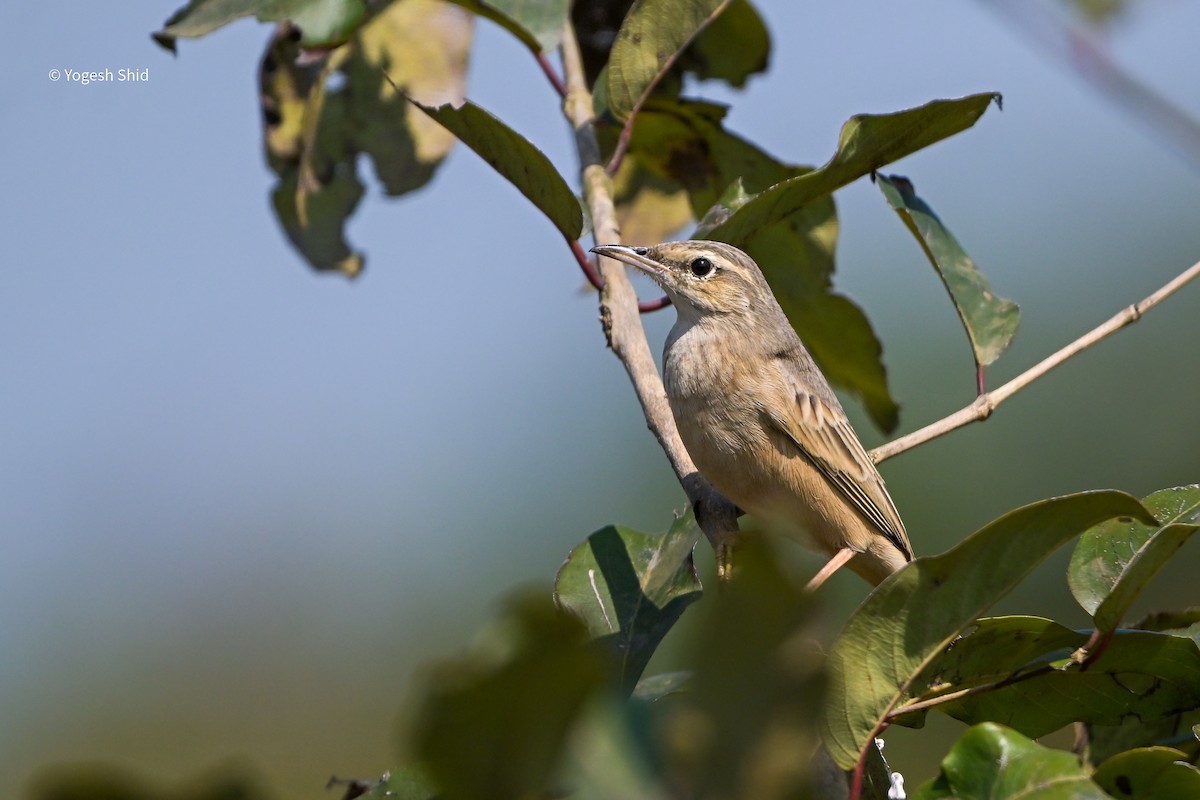 Щеврик довгодзьобий - ML645944563