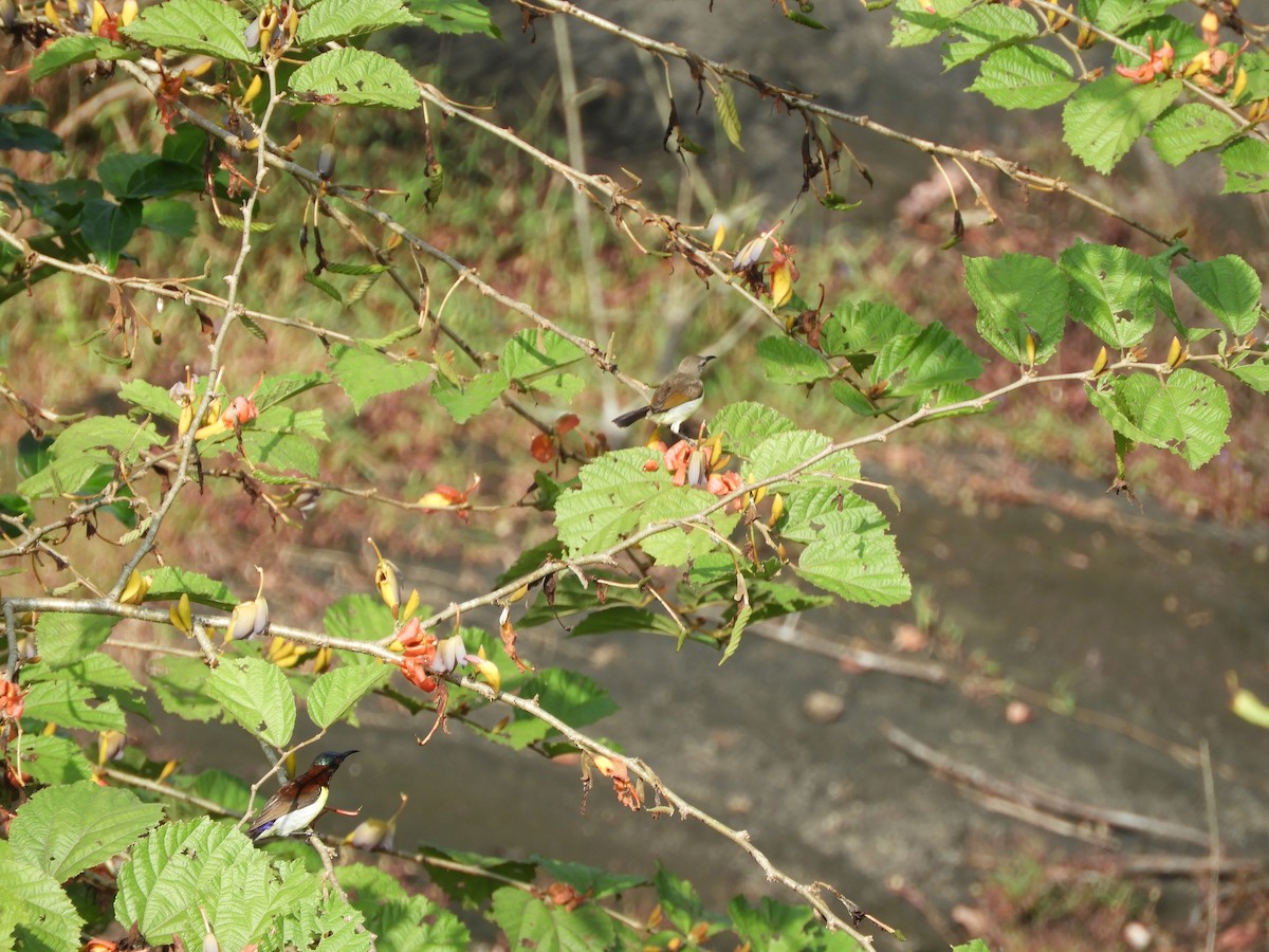 Нектаринка лимонногруда - ML645944564