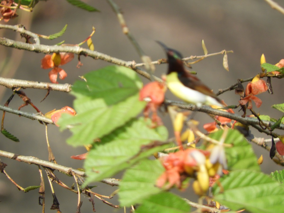 Нектаринка лимонногруда - ML645944565