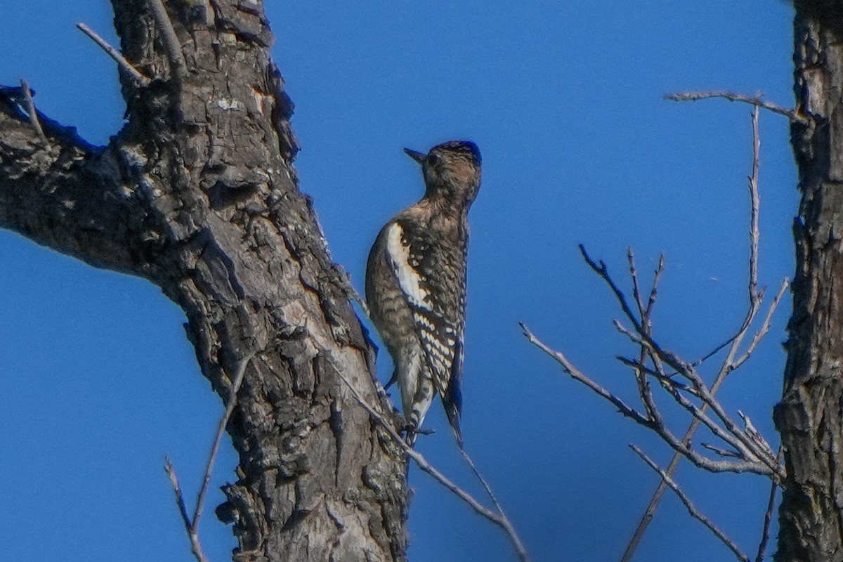 Дятел-смоктун жовточеревий - ML645944568