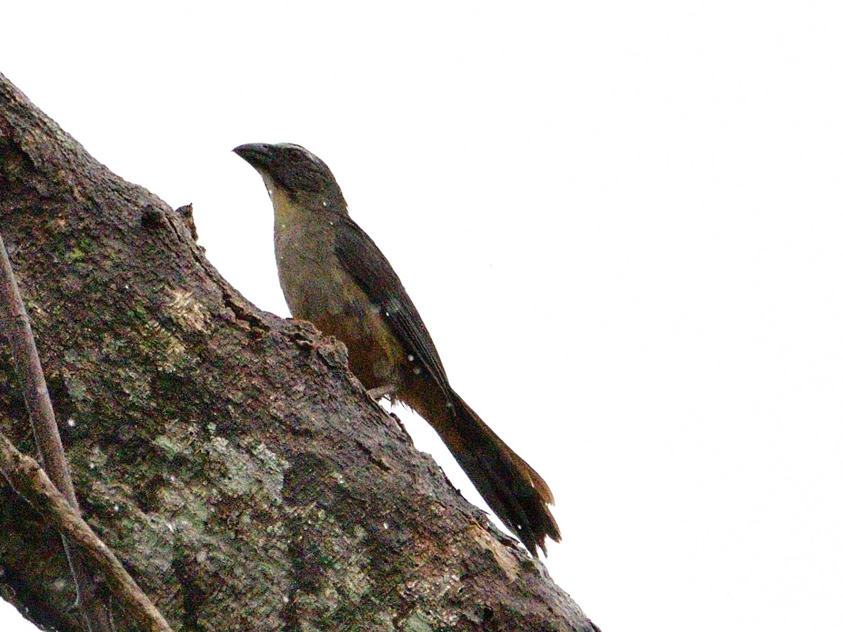 Зернолуск сірий - ML645944569