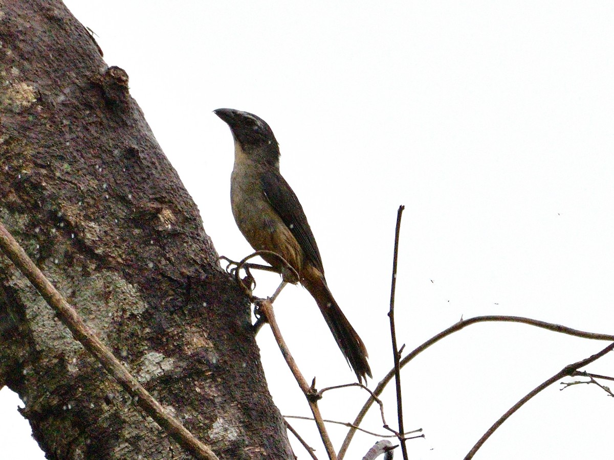 Зернолуск сірий - ML645944570