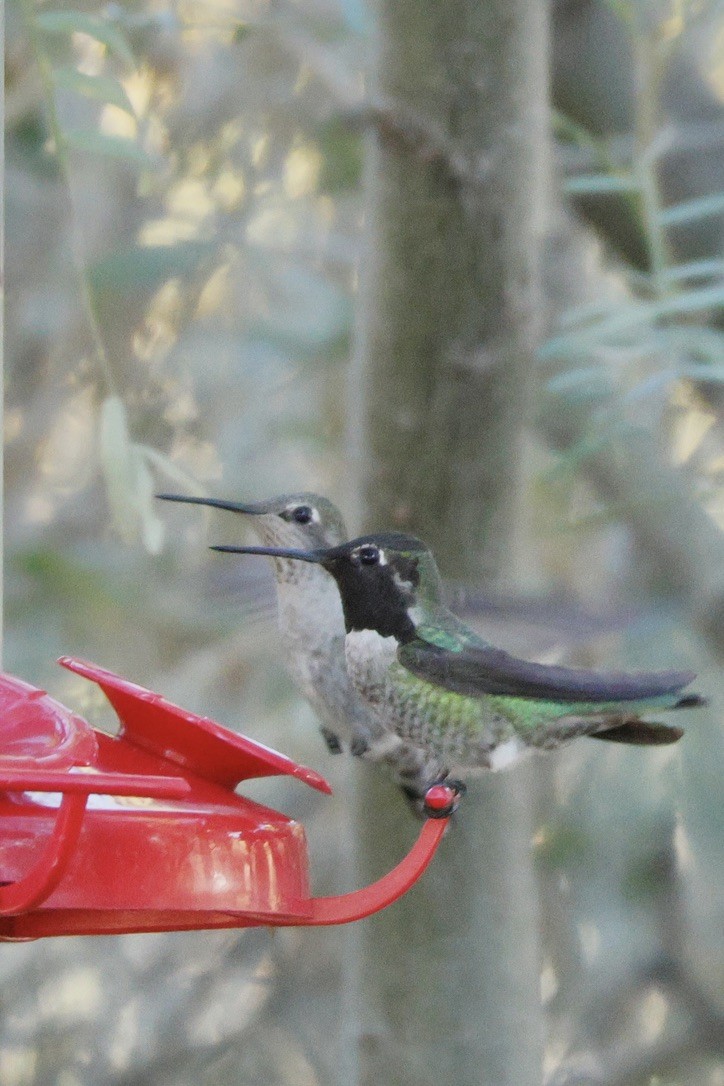 Каліпта рубіновоголова - ML645944571