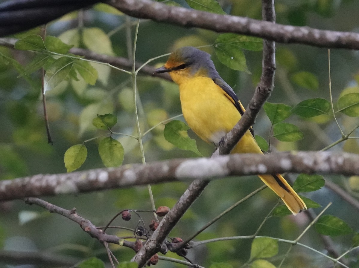 Личинкоїд пломенистий - ML645944577