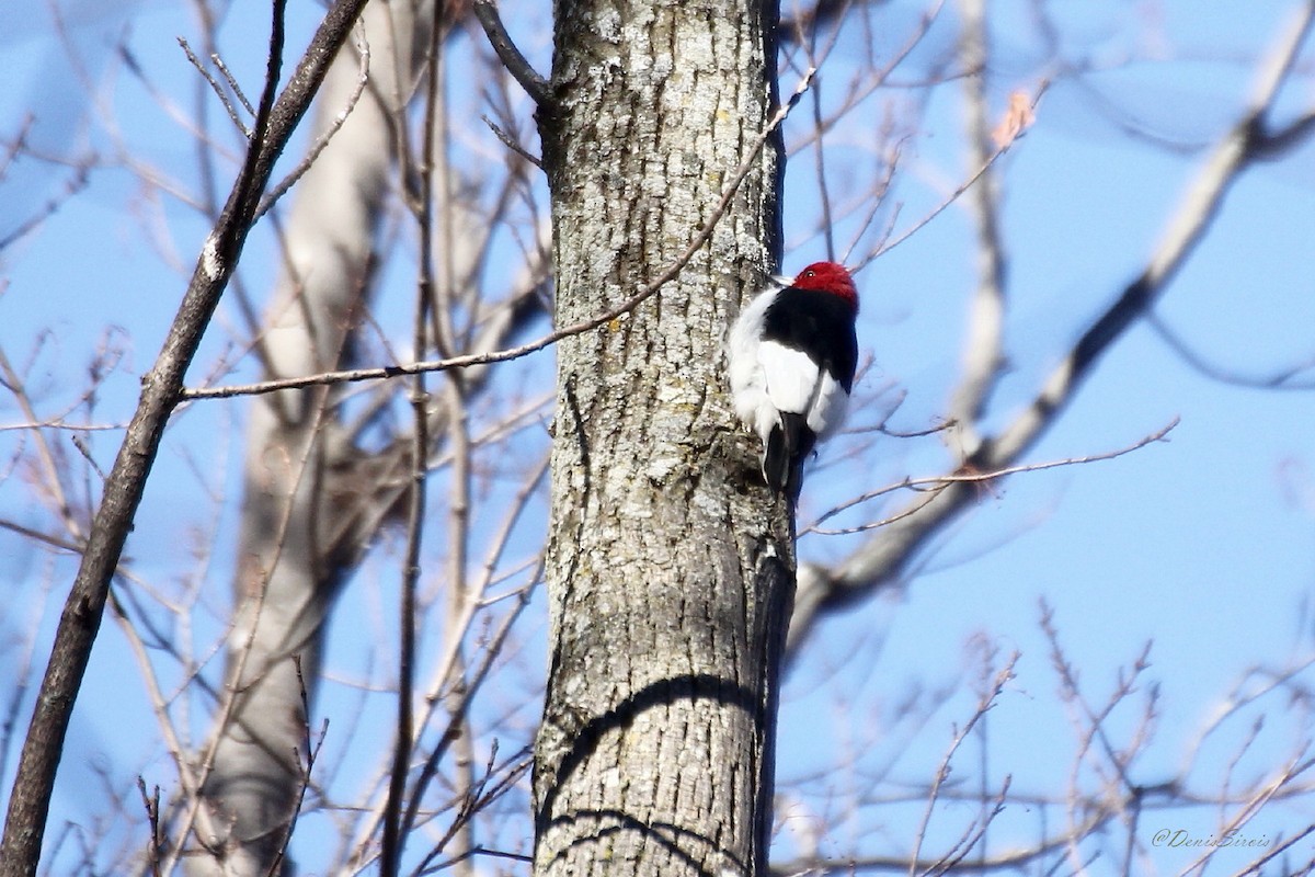 Red-headed Woodpecker - ML645944579