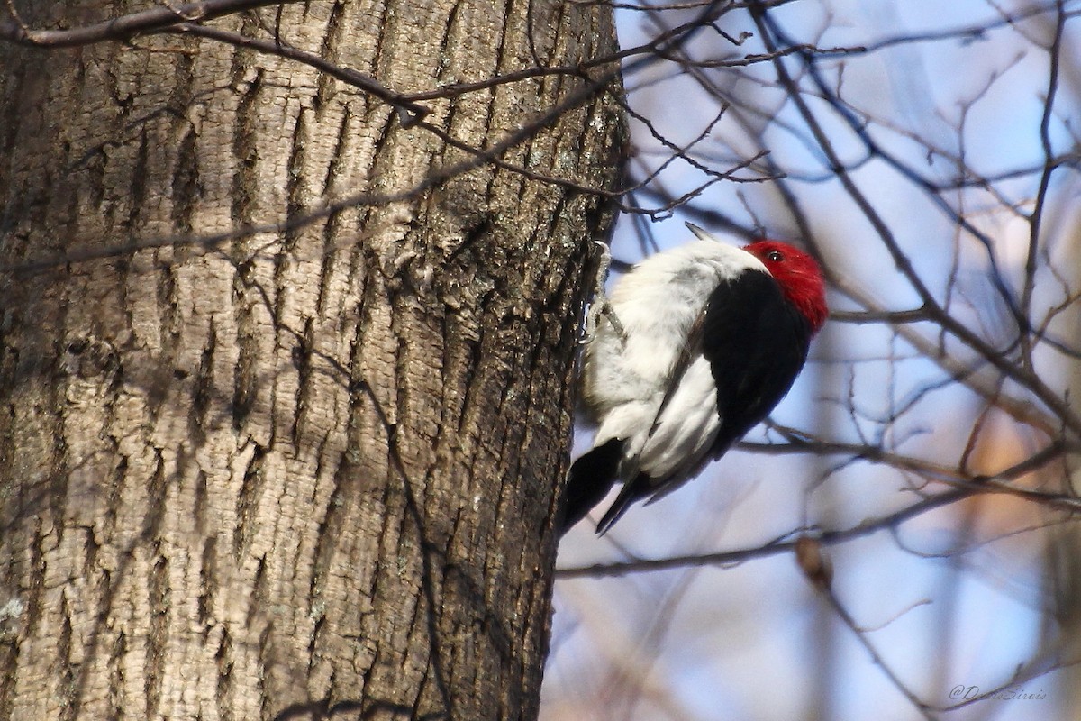 Red-headed Woodpecker - ML645944580