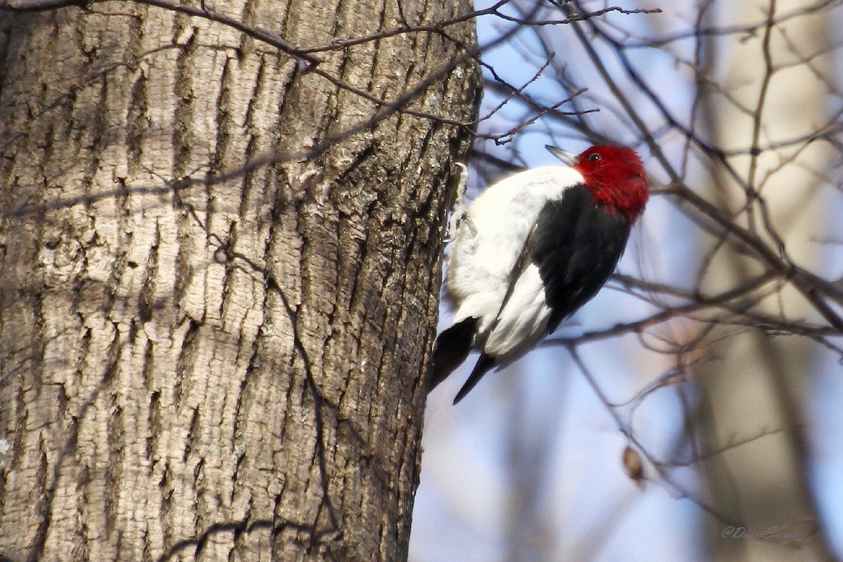 Red-headed Woodpecker - ML645944581
