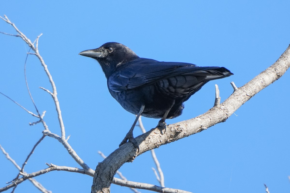 Ворона американська - ML645944583