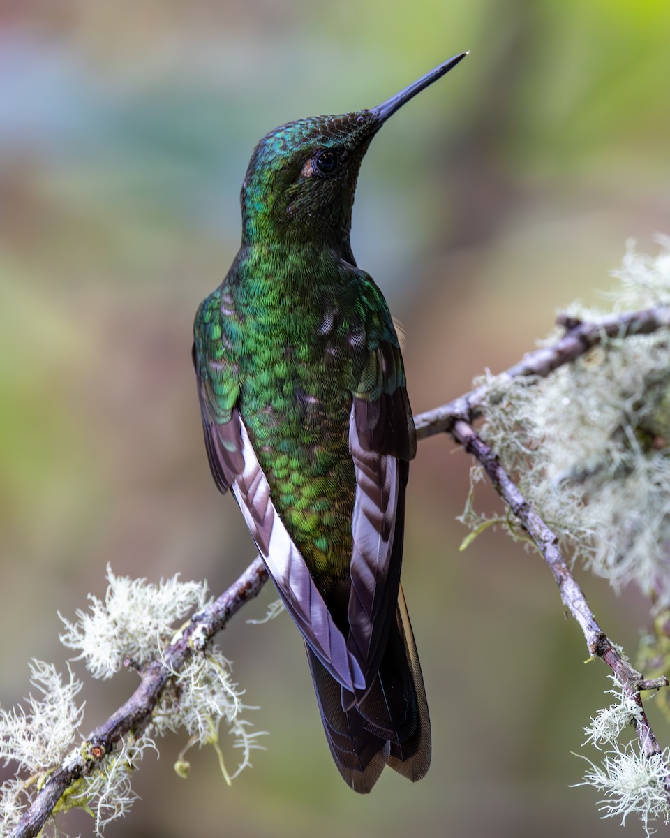 Колібрі-коронет зелений - ML645944584