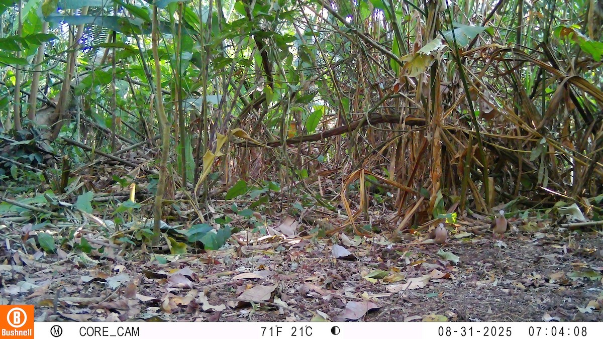 Горличка сіроголова - ML645944585