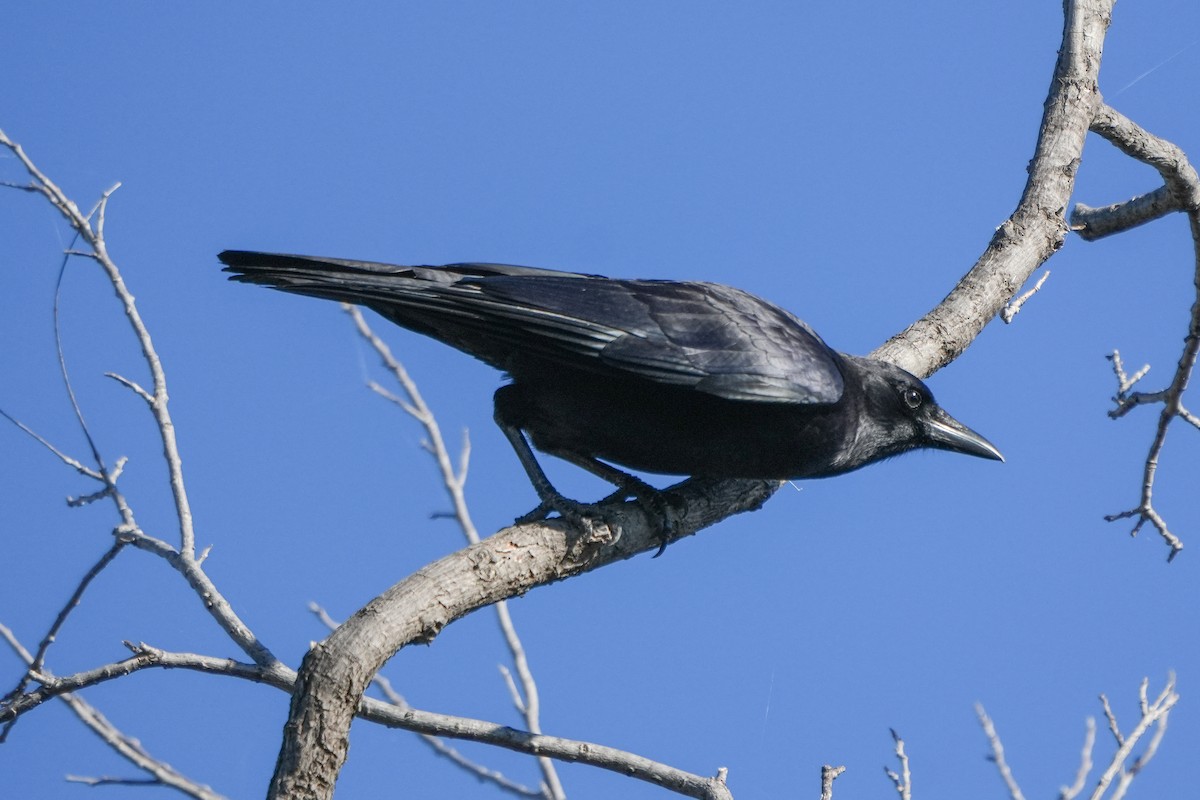 Ворона американська - ML645944586