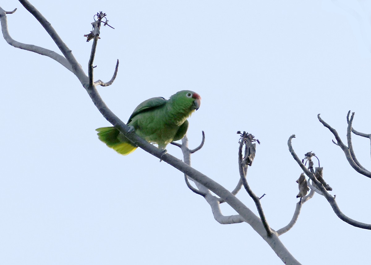 Red-lored Amazon - ML645944590