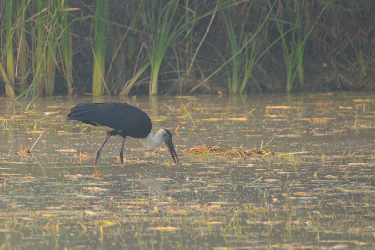 Лелека білошиїй - ML645944591