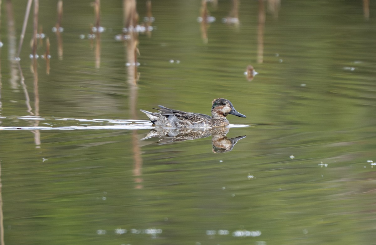 Чирянка мала - ML645944592