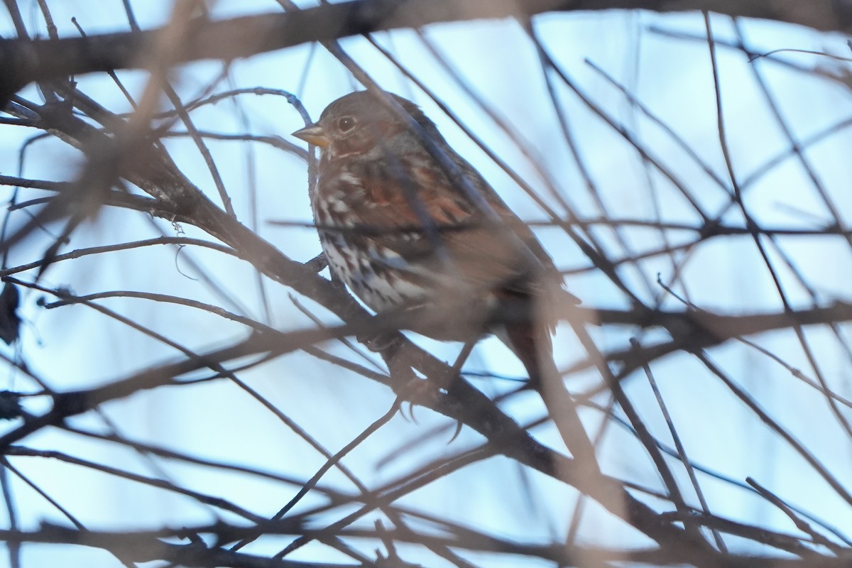 Пасовник рябогрудий - ML645944593