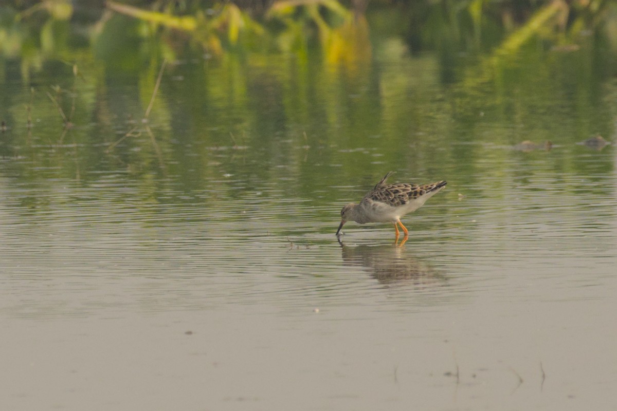 Брижач - ML645944594