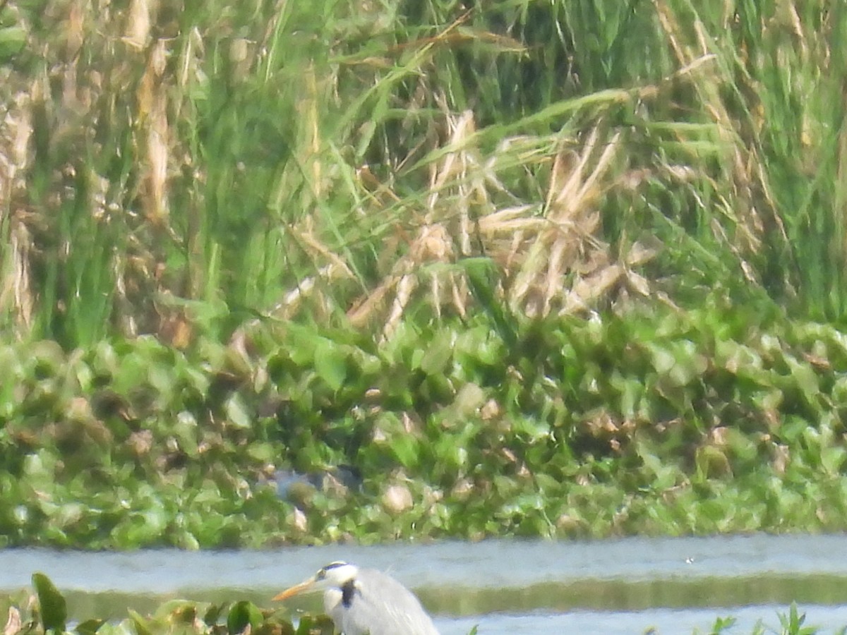 Чапля сіра - ML645944595