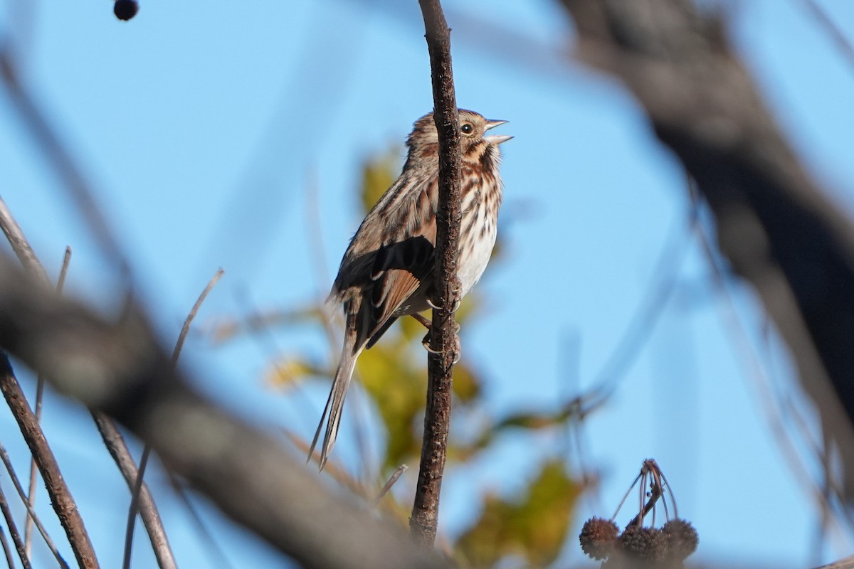 Пасовка співоча - ML645944596