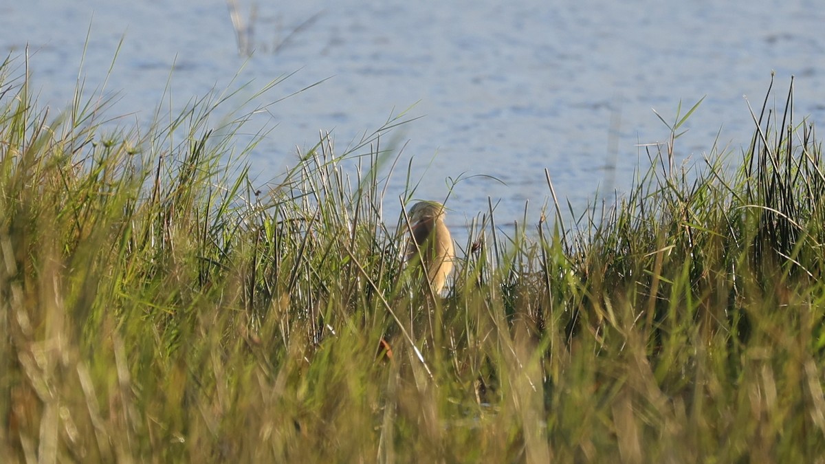 Чапля жовта - ML645944598