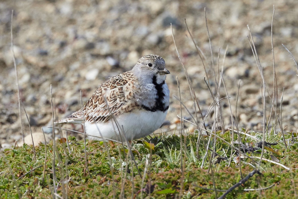 Тинокор чилійський - ML645944599