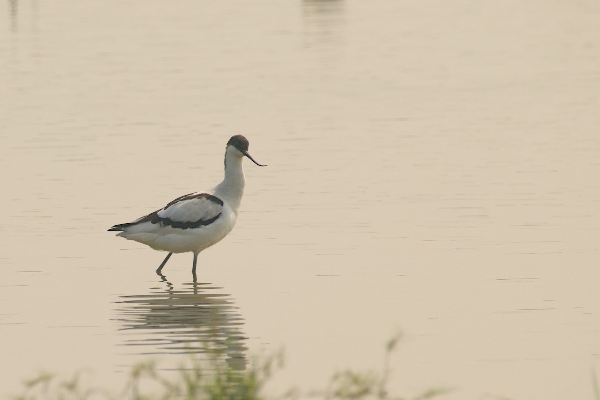 Чоботар синьоногий - ML645944603