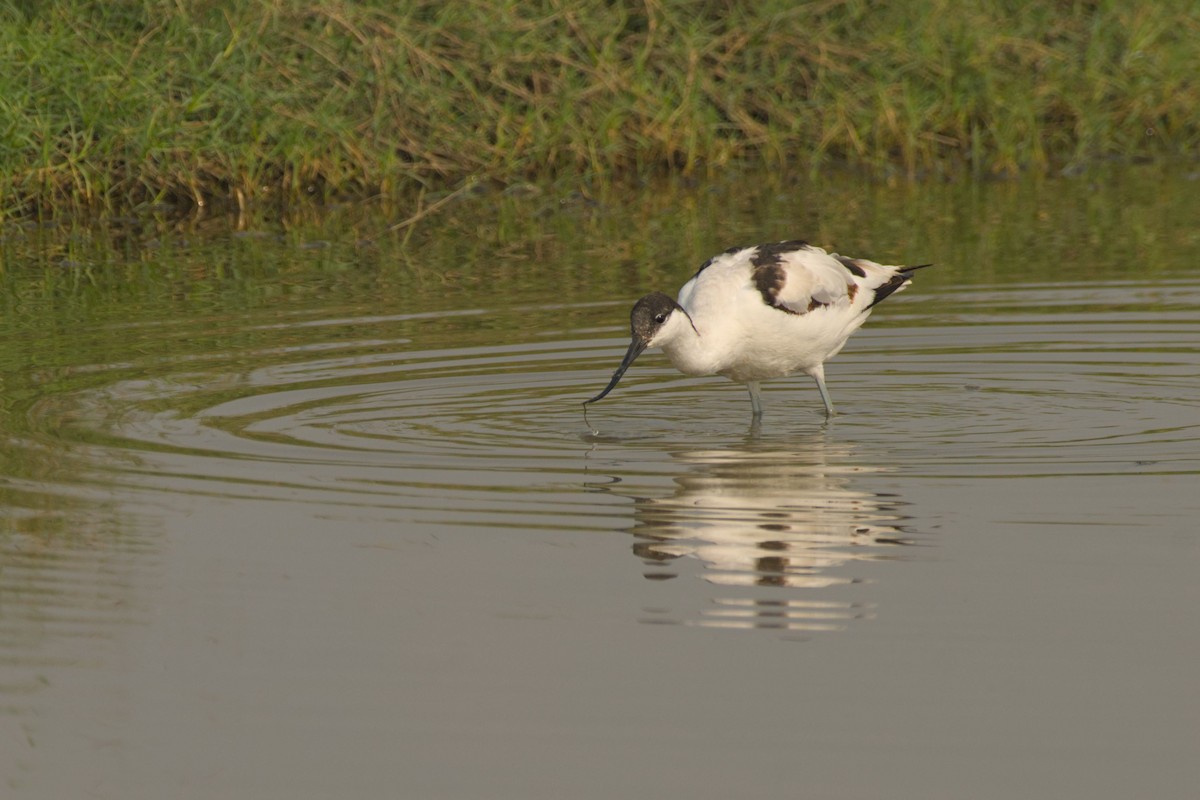 Чоботар синьоногий - ML645944604