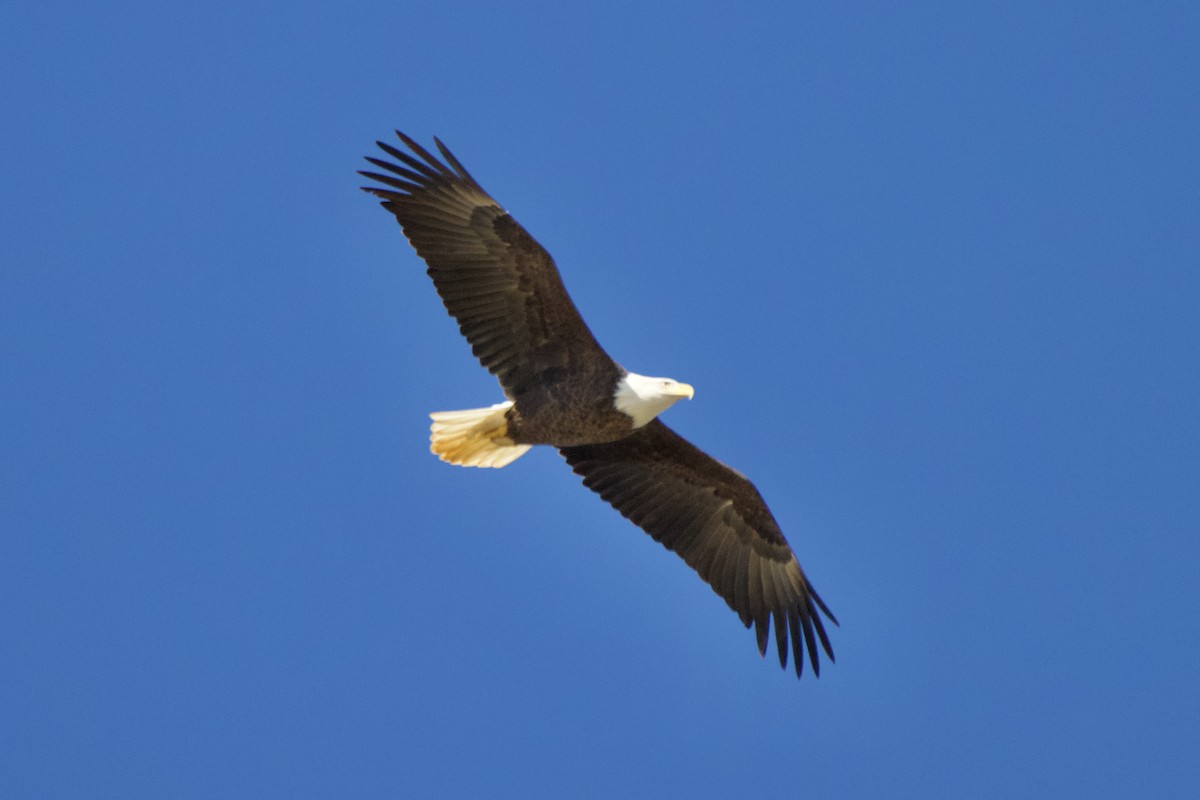 Орлан білоголовий - ML645944605