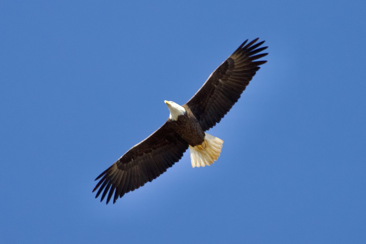 Орлан білоголовий - ML645944606