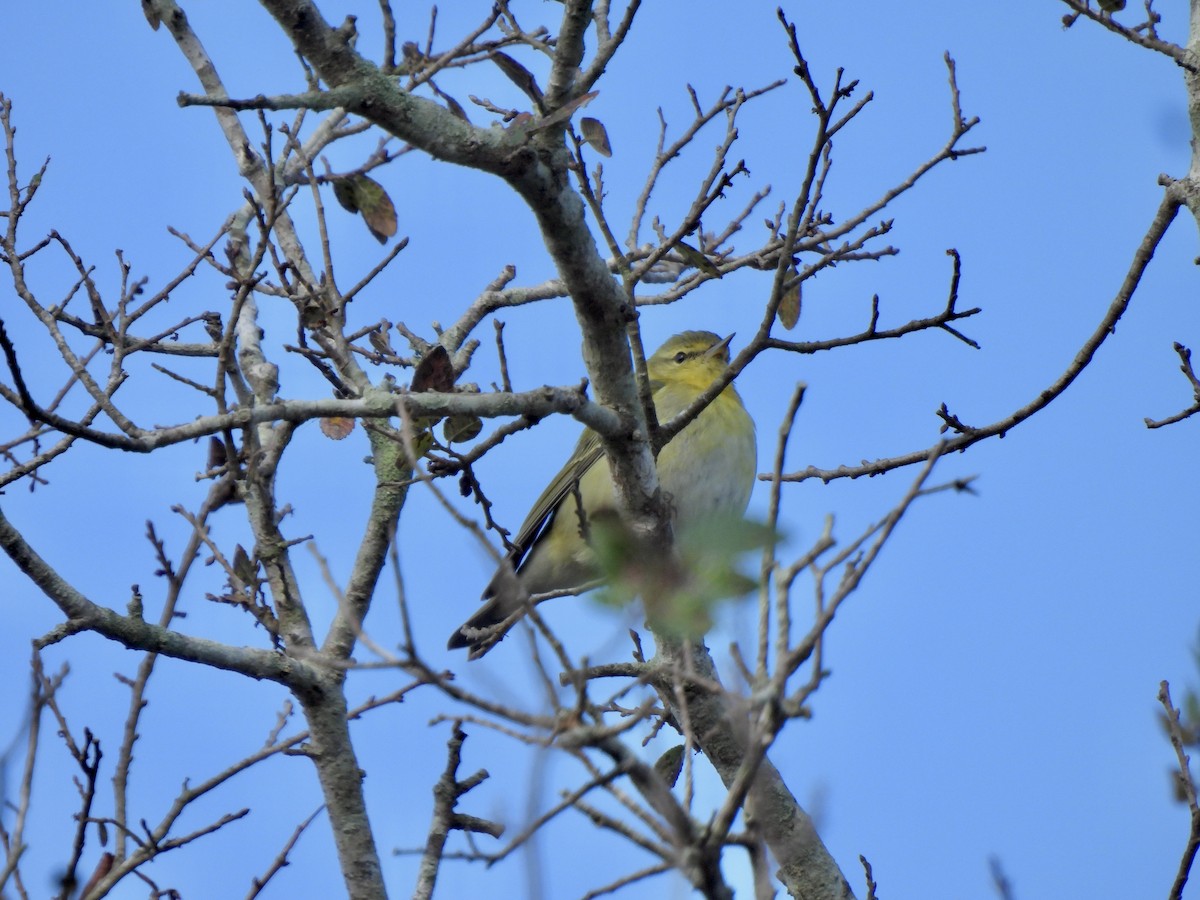 Tennessee Warbler - ML645944607