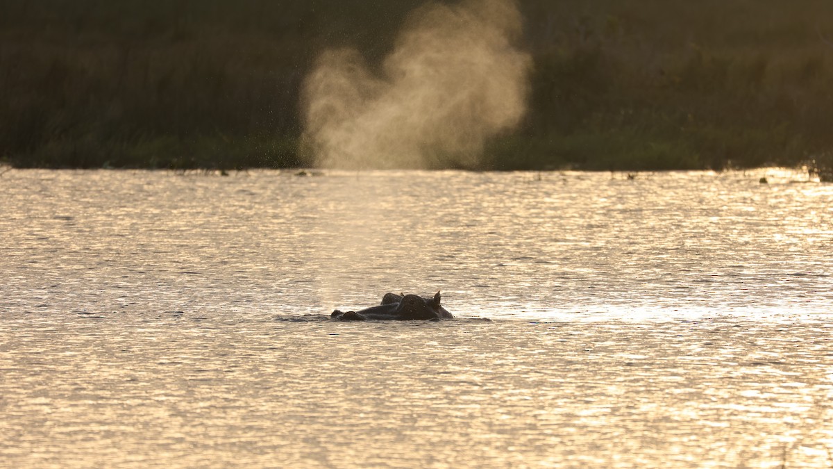 Hippopotamuses - ML645944609